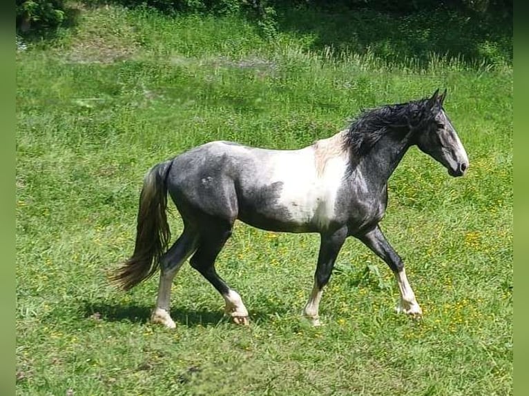 Pinto barroco Semental Tobiano-todas las-capas in Brilon