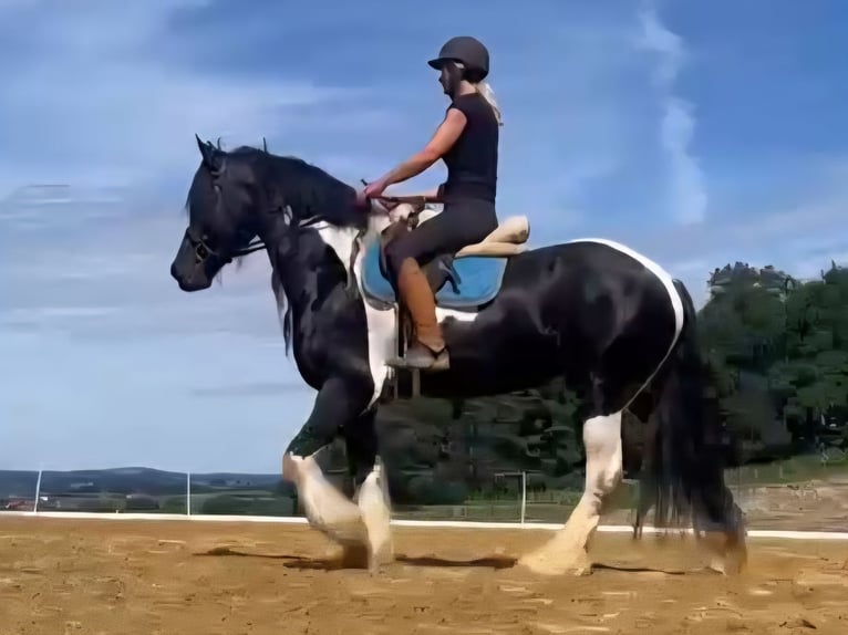 Pinto barroco Yegua 11 años 160 cm Tobiano-todas las-capas in Mitterstroheim