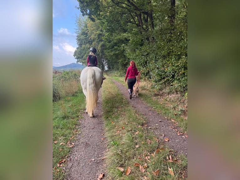 Pinto barroco Yegua 12 años 147 cm Pío in Homberg (Efze)