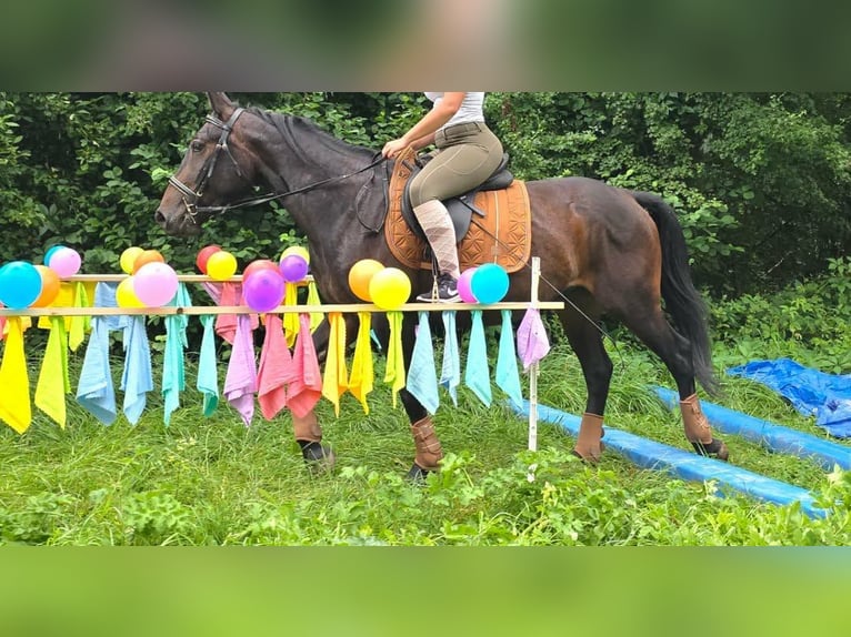 Pinto barroco Yegua 13 años 162 cm Pío in Linkenbach