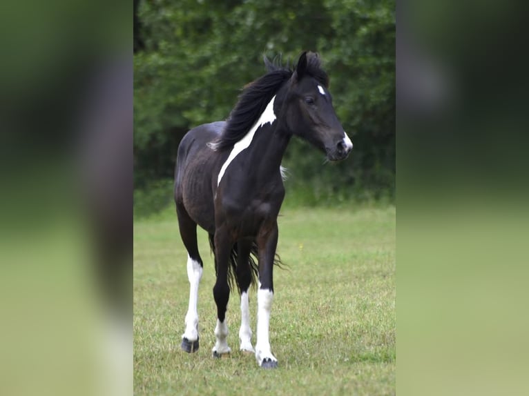 Pinto barroco Yegua 1 año 155 cm Pío in Ebersheim