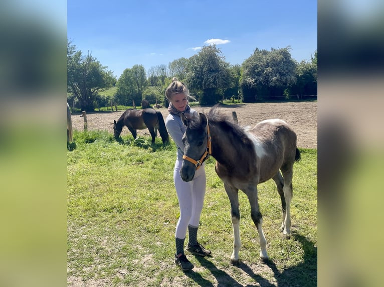 Pinto barroco Yegua 1 año 160 cm Pío in Aachen