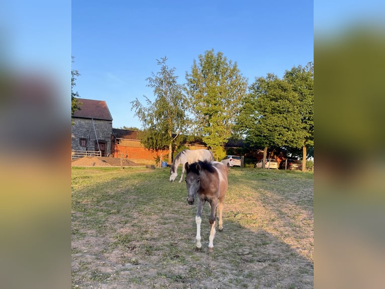 Pinto barroco Yegua 1 año 160 cm Pío in Aachen