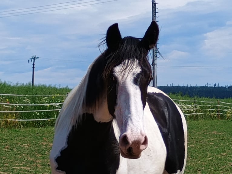 Pinto barroco Yegua 1 año 168 cm Pío in Bohuslavice