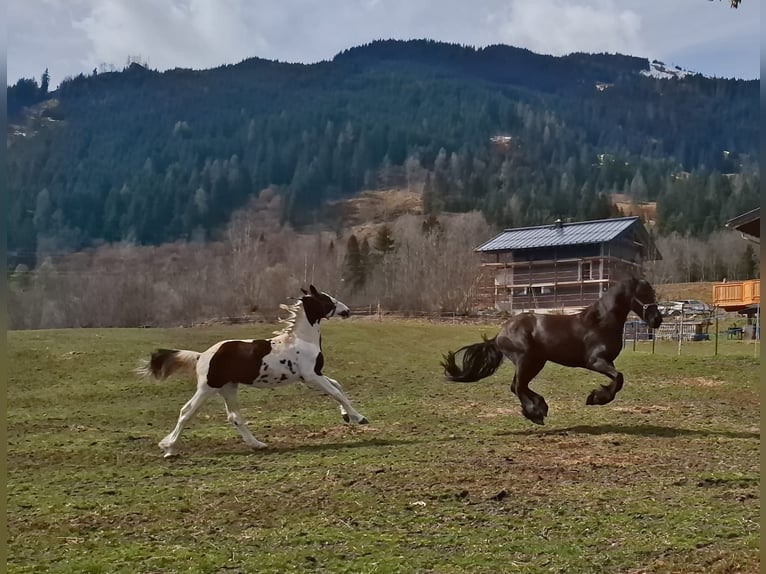 Pinto barroco Yegua 1 año 168 cm Pío in Unterberg