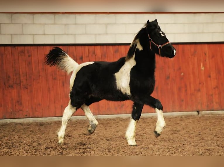 Pinto barroco Yegua 1 año Pío in Bergen (NH)