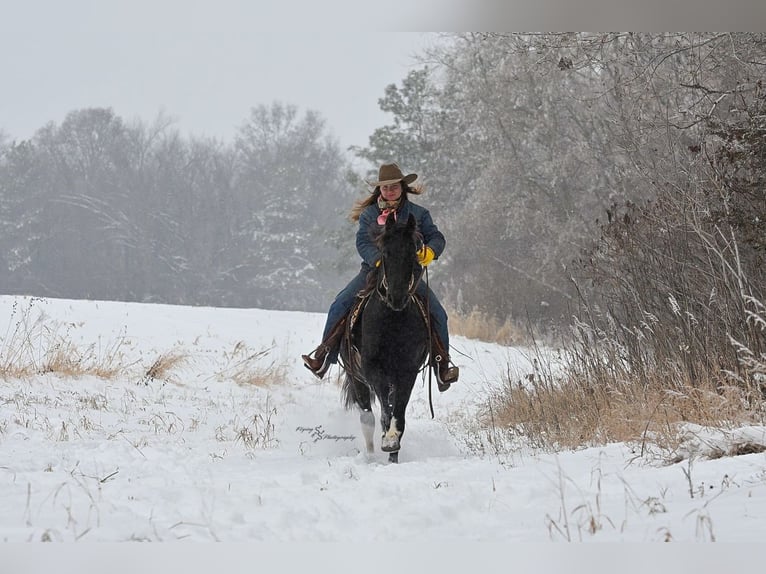 Pinto barroco Yegua 2 años 150 cm Negro in Hastings