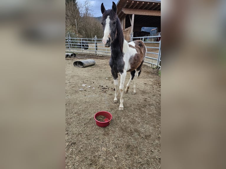 Pinto barroco Yegua 2 años 160 cm Pío in Moosburg