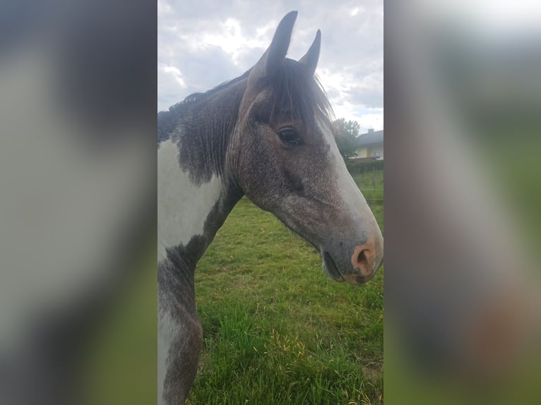 Pinto barroco Mestizo Yegua 2 años 165 cm Pío in Feldkirchen