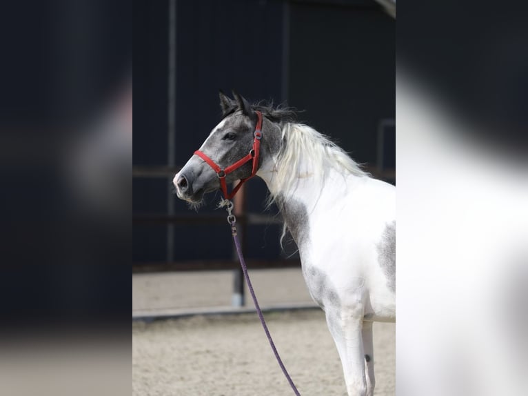 Pinto barroco Mestizo Yegua 2 años Pío in Zieuwent