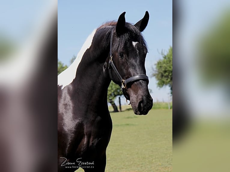 Pinto barroco Yegua 3 años 158 cm Negro in Halle
