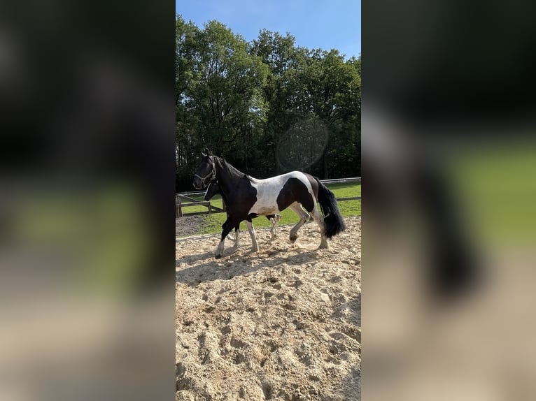 Pinto barroco Yegua 3 años 163 cm Pío in Deurningen