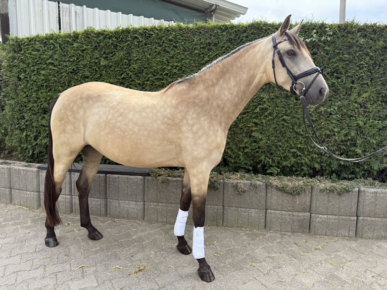 Pinto barroco Yegua 4 años 160 cm Champán in Hattingen