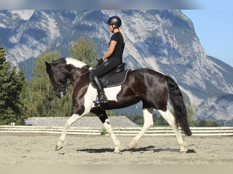 Pinto barroco Yegua 4 años 160 cm Pío in Kienach