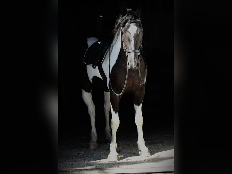 Pinto barroco Yegua 4 años 160 cm Pío in Kienach