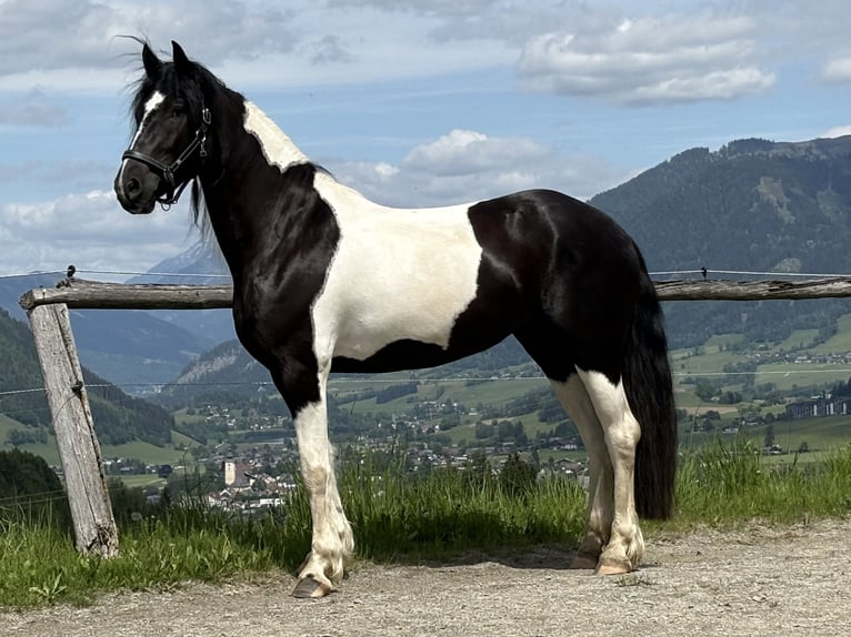 Pinto barroco Yegua 4 años 160 cm Pío in Irdning