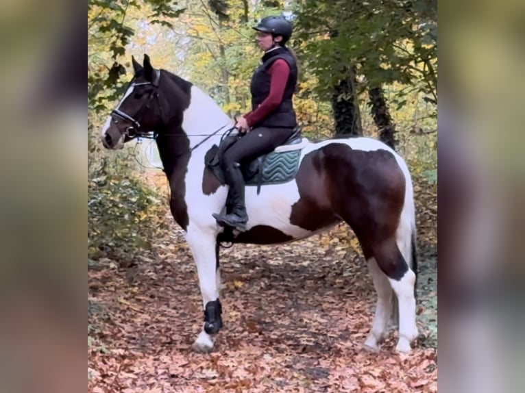 Pinto barroco Yegua 4 años 166 cm Pío in Leer (Ostfriesland)