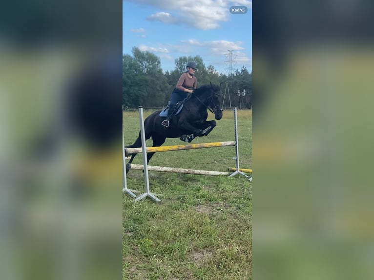 Pinto barroco Yegua 4 años 168 cm Negro in Gorzow Wielkopolski