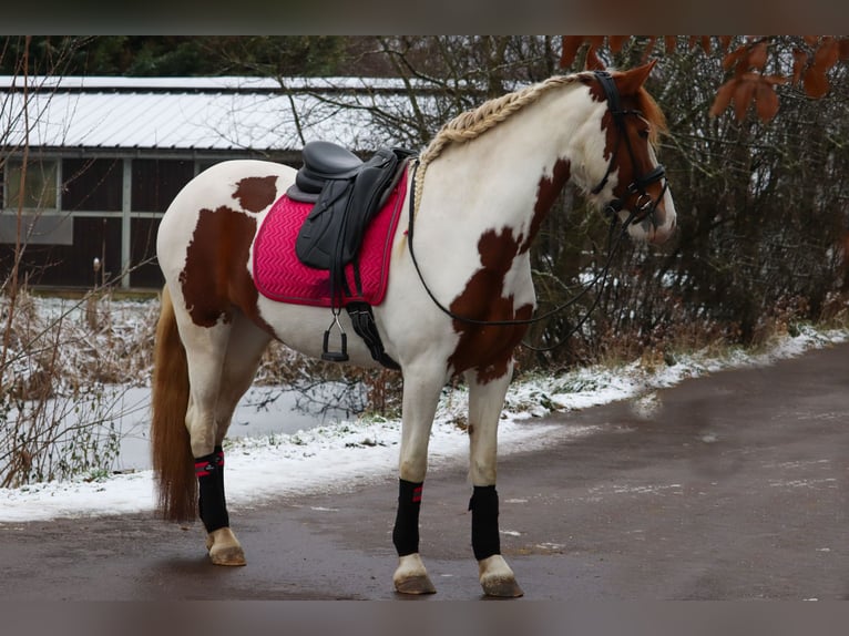 Pinto barroco Yegua 6 años 158 cm Pío in Saarlouis
