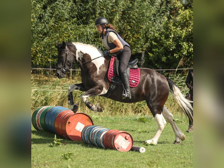 Pinto barroco Yegua 6 años 160 cm Pío in Hensbroek