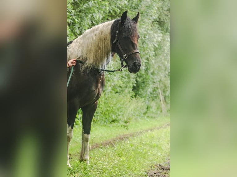 Pinto barroco Yegua 6 años 160 cm Pío in Hensbroek