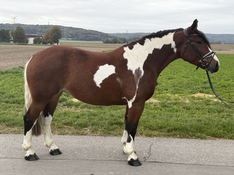 Pinto barroco Yegua 7 años 158 cm Pío in Riedlingen