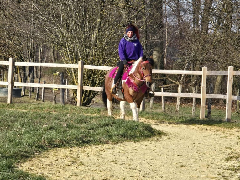 Pinto barroco Yegua 8 años 143 cm Pío in Linkenbach