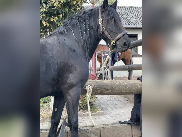 Pinto barroco Yegua 8 años 155 cm Negro in Dierdorf