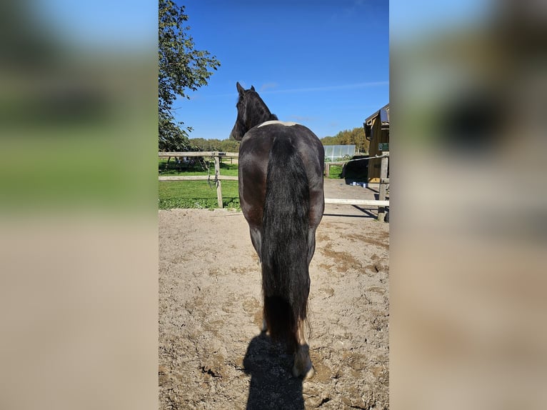 Pinto barroco Yegua 8 años Pío in Paide