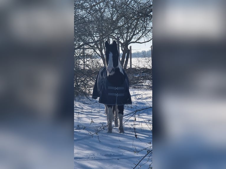 Pinto Horse Castrone 10 Anni 152 cm Pezzato in Petersberg