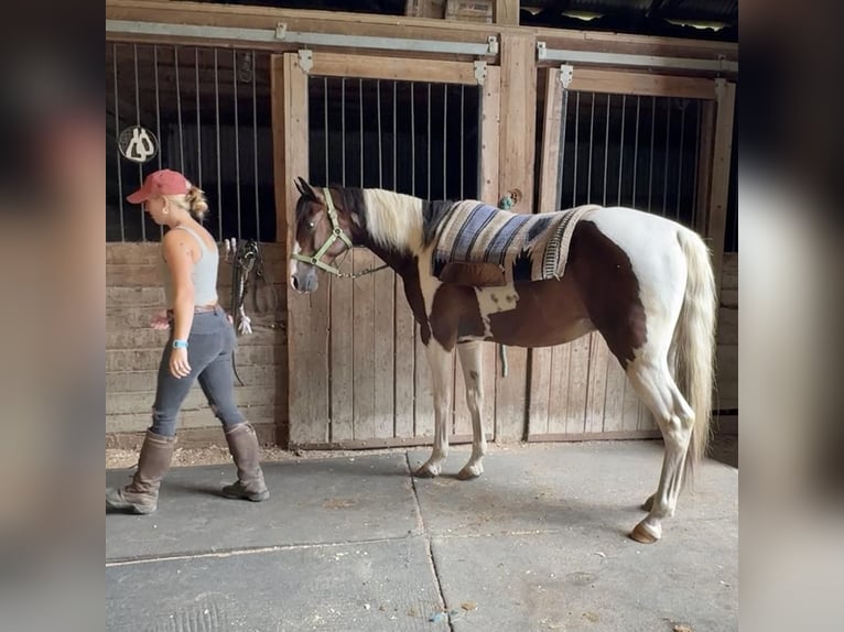 Pinto Horse Castrone 10 Anni 152 cm Pezzato in Granby, CT