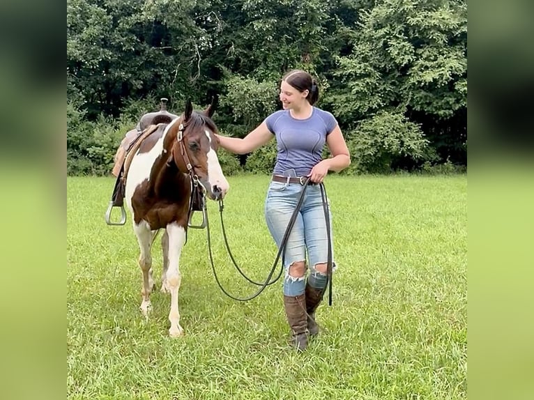 Pinto Horse Castrone 10 Anni 152 cm Pezzato in Granby, CT