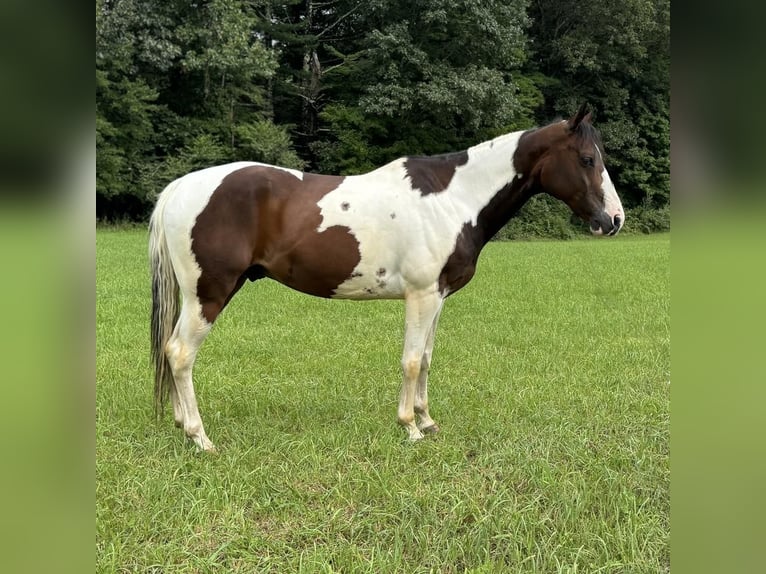 Pinto Horse Castrone 10 Anni 152 cm Pezzato in Granby, CT