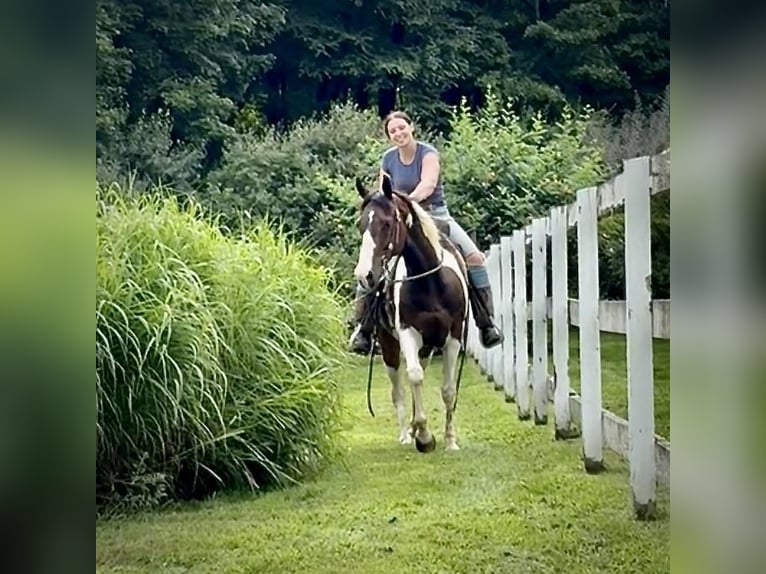 Pinto Horse Castrone 10 Anni 152 cm Pezzato in Granby, CT