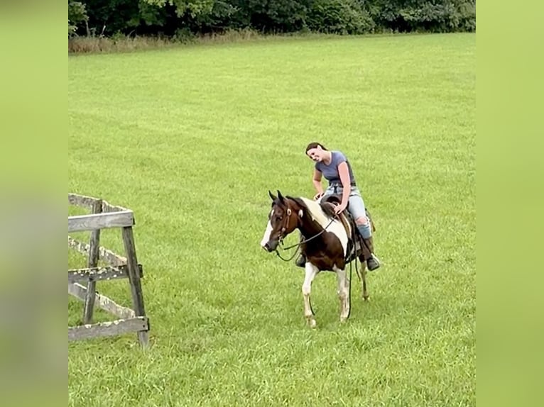 Pinto Horse Castrone 10 Anni 152 cm Pezzato in Granby, CT