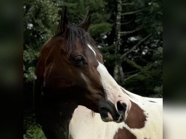 Pinto Horse Castrone 10 Anni 152 cm Pezzato in Granby, CT