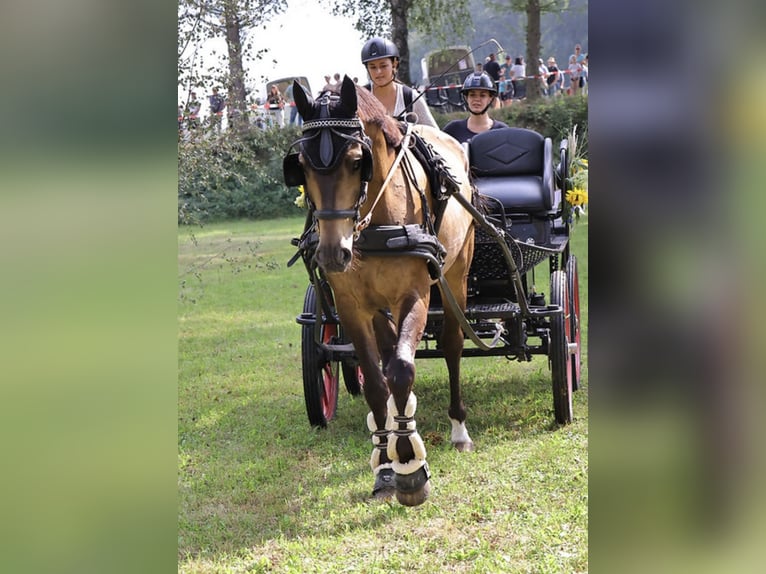 Pinto Horse Castrone 10 Anni 166 cm Baio in Langerringen