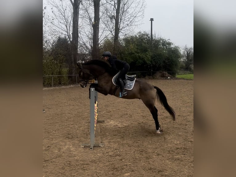 Pinto Horse Castrone 10 Anni 166 cm Baio in Langerringen