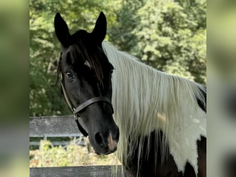 Pinto Horse Castrone 11 Anni 152 cm Pezzato in Granby, CT