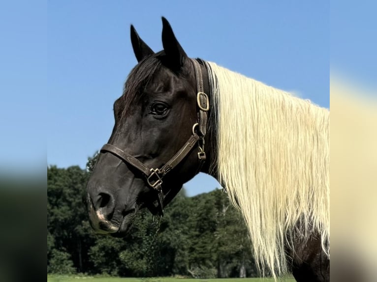 Pinto Horse Castrone 11 Anni 152 cm Pezzato in Granby, CT