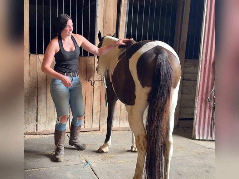 Pinto Horse Castrone 11 Anni 152 cm Pezzato in Granby, CT