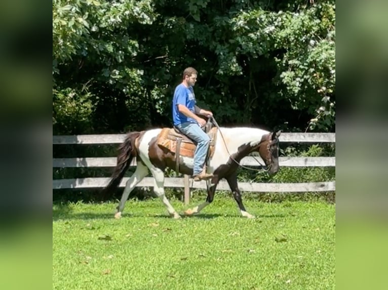 Pinto Horse Castrone 11 Anni 152 cm Pezzato in Granby, CT