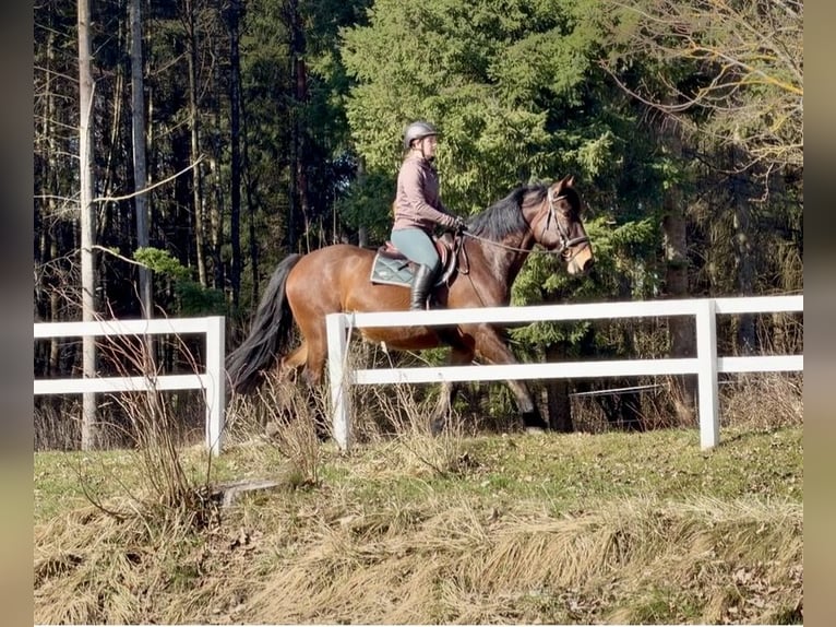 Pinto Horse Castrone 11 Anni 158 cm Baio in Pelmberg