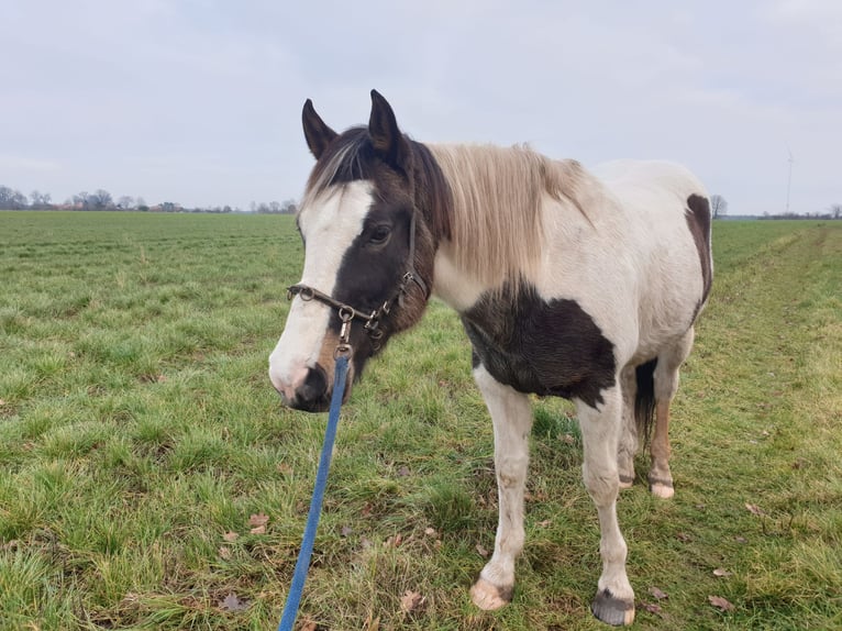 Pinto Horse Castrone 11 Anni 158 cm Pezzato in Dedelstorf