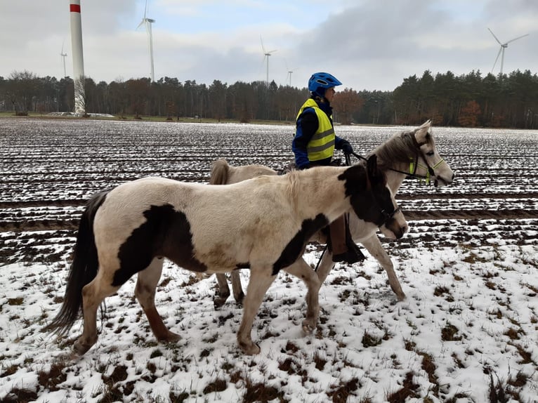 Pinto Horse Castrone 11 Anni 158 cm Pezzato in Dedelstorf