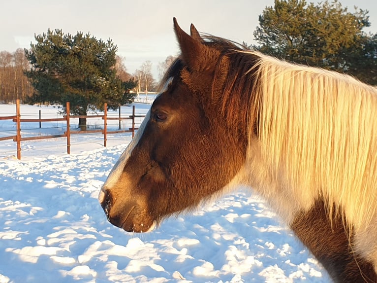 Pinto Horse Castrone 11 Anni 158 cm Pezzato in Dedelstorf