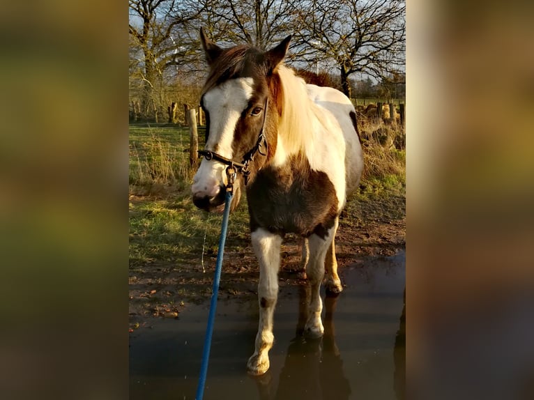 Pinto Horse Castrone 11 Anni 158 cm Pezzato in Dedelstorf