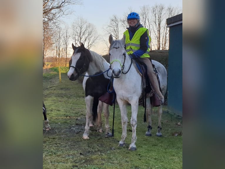 Pinto Horse Castrone 11 Anni 158 cm Pezzato in Dedelstorf