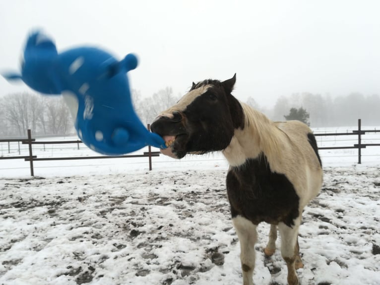 Pinto Horse Castrone 11 Anni 158 cm Pezzato in Dedelstorf