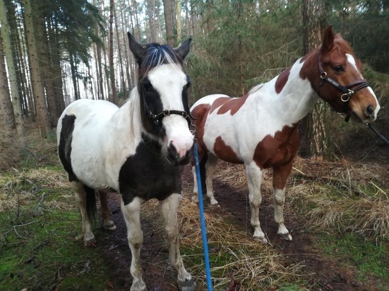 Pinto Horse Castrone 11 Anni 158 cm Pezzato in Dedelstorf